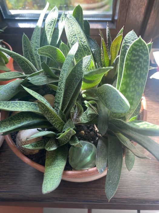 Цветы комнатные гастерия и другие