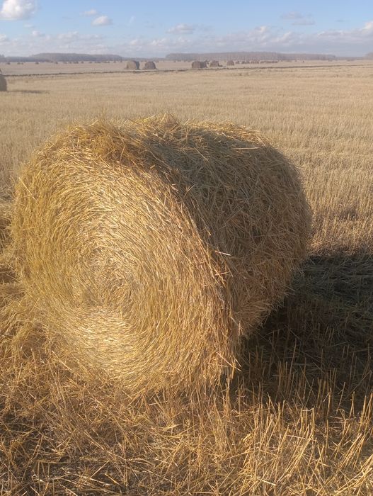Продам солому пшеничная