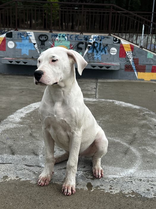 Dog Argentinian/ Dogo argentino