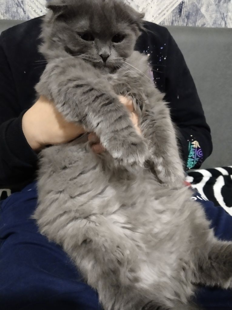 Продается котенок.