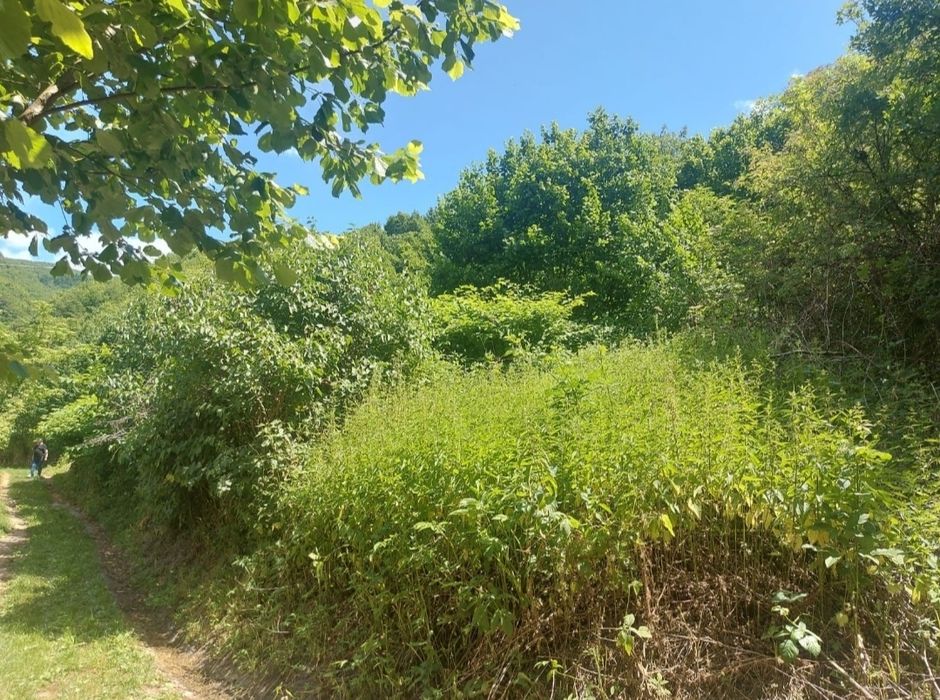 Săcărâmb central 1066mp