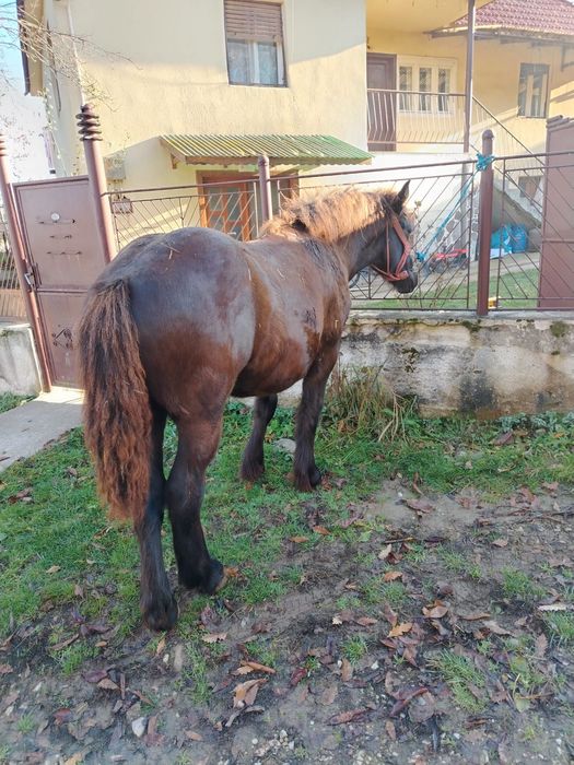 Vând mânza de 6 luni