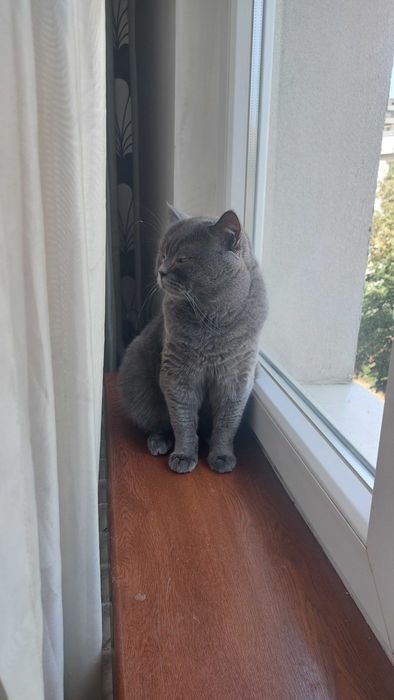 Pet sitter/cazare la domiciliul meu, bonă pentru pisici