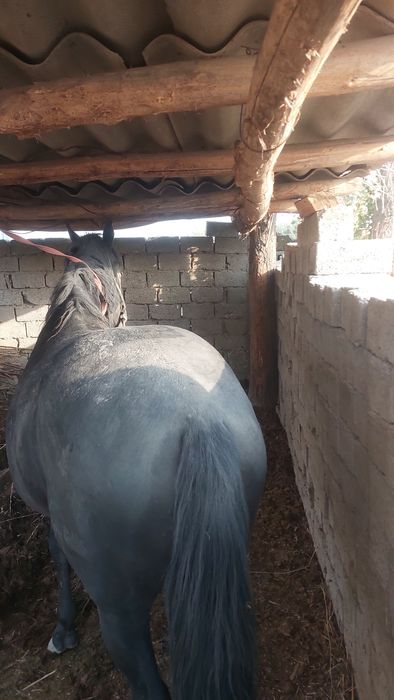 Uloqchi ot qorabayir