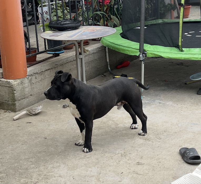 Mascul Amstaff