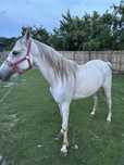 Cal shagya arab de vanzare