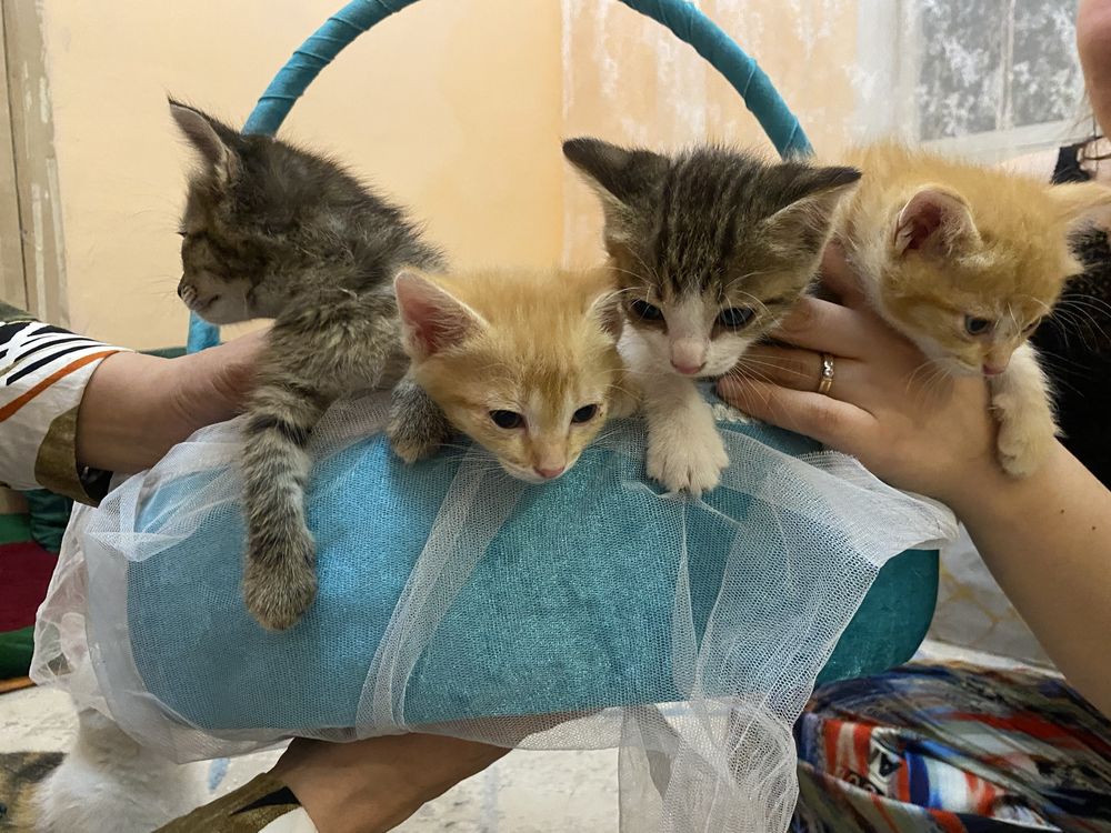 Отдам котят в добрые руки
