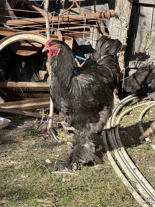 Cocosi brahma tineret