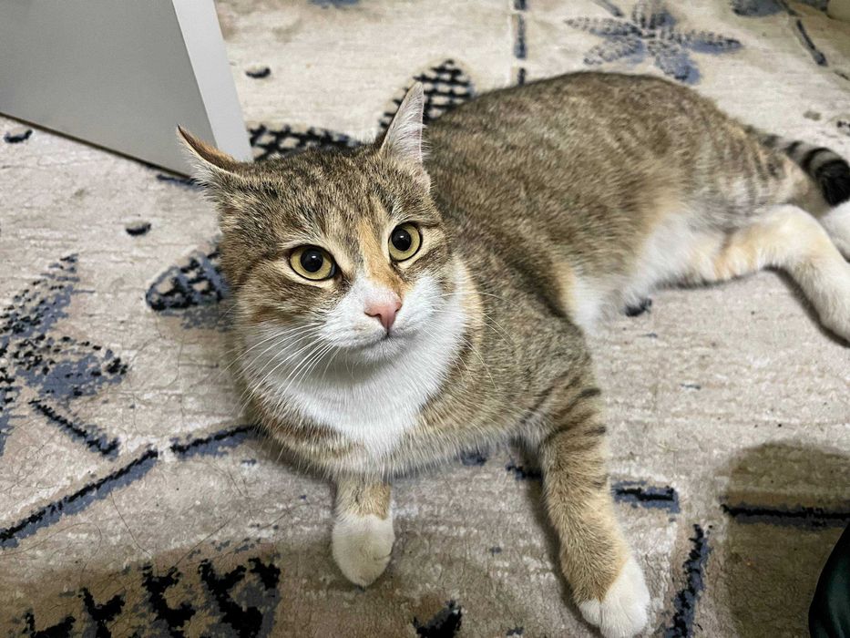 Ищем хозяев: найдена кошка (Лабзак)