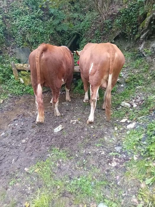 Vand junci de 1 an și 5 luni