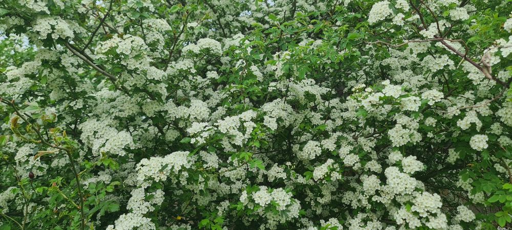 Polen albine,  crud, selectat, producție 2025