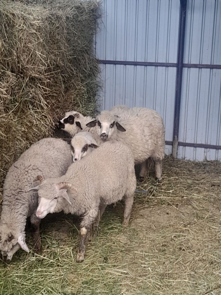 Vand sau schimb 4 berbecuti și o mioara
