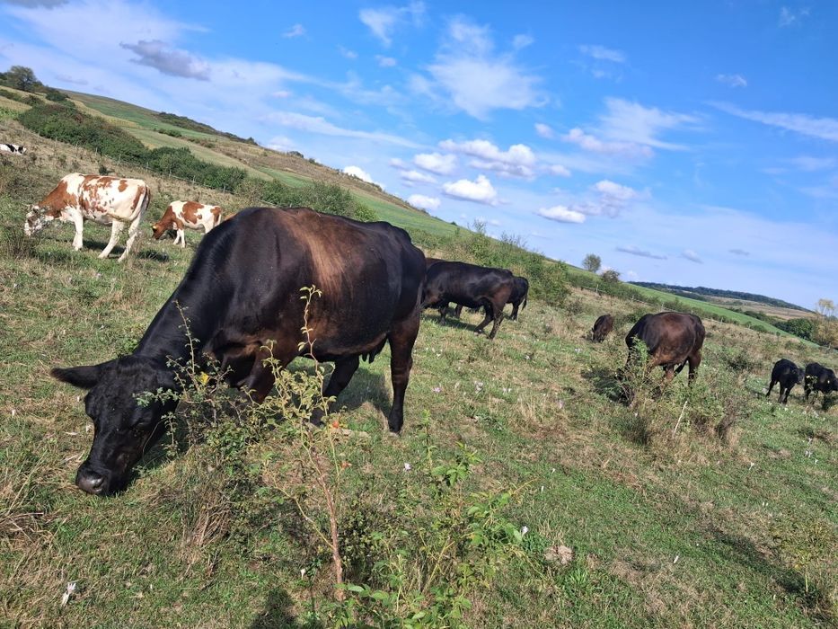 Vand lot de 12 vaci angus
