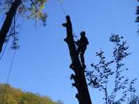 Tăiere copaci alpinist utilitar defrisari curățare evaluare gratuită
