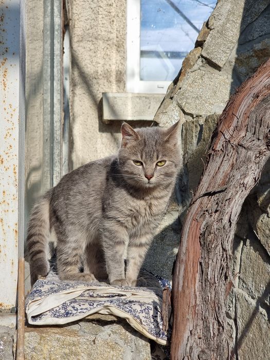 Подарявам котенца на 5 месеца