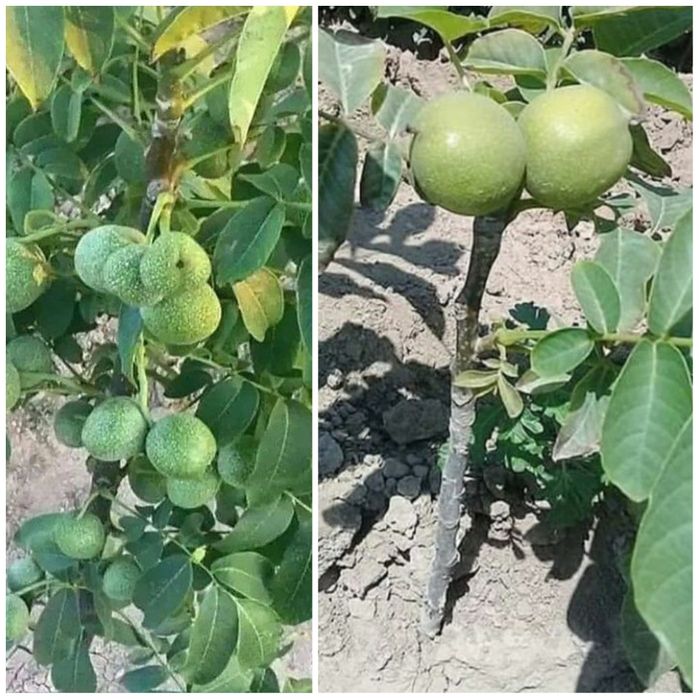 Mevali kuchatlar 100% garantiyali  fermer xujaligida