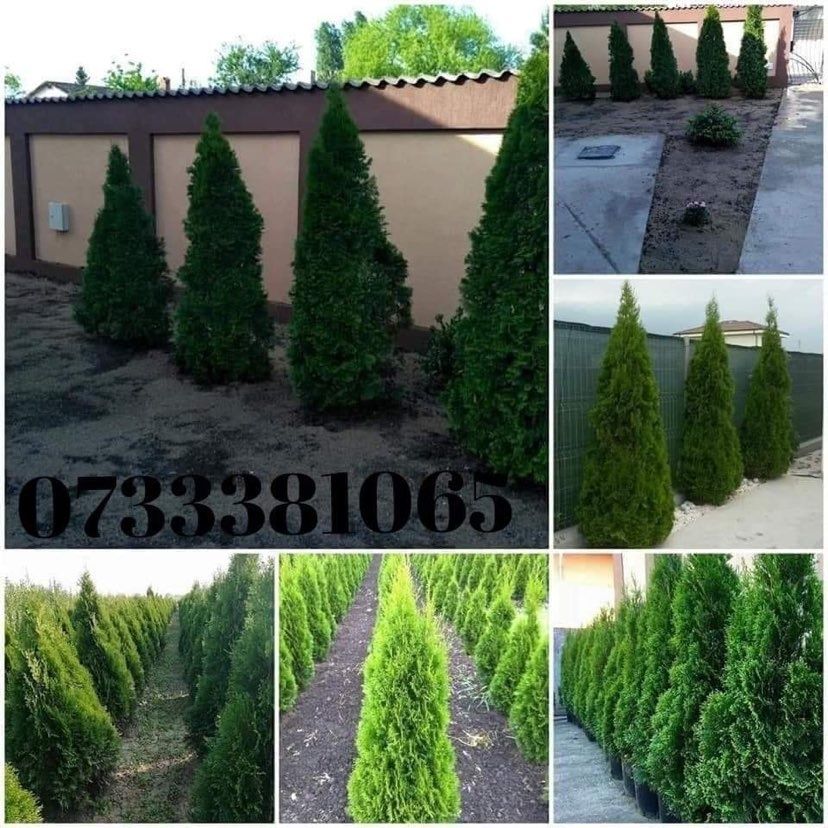 Vând plante ornamentale