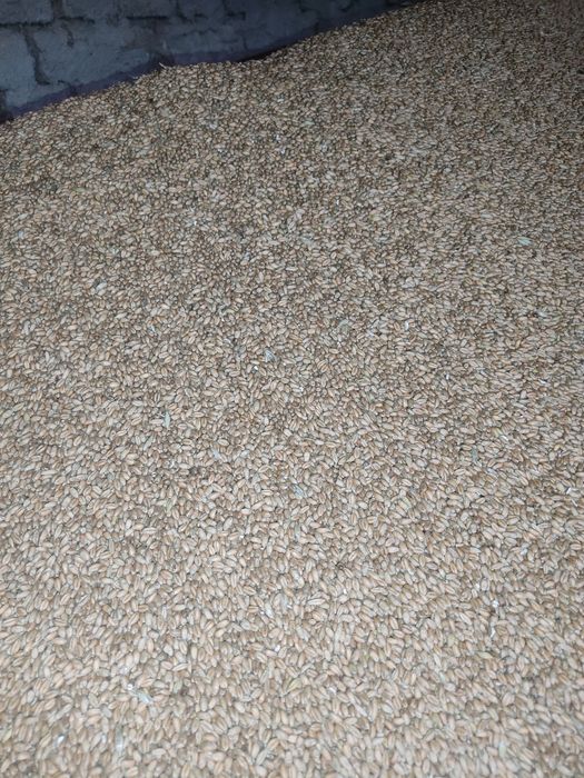 Vând porumb, grâu și triticale de calitate