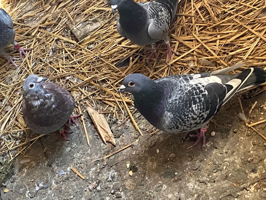 Vand porumbei voiajori cu și fără clasări