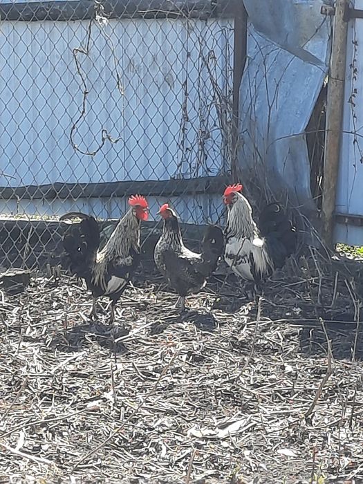 Vând cocoșei americani !