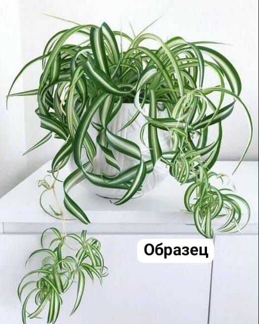 Отросток хлорофитум бони