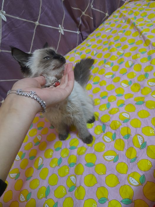 сиамская кошкааа