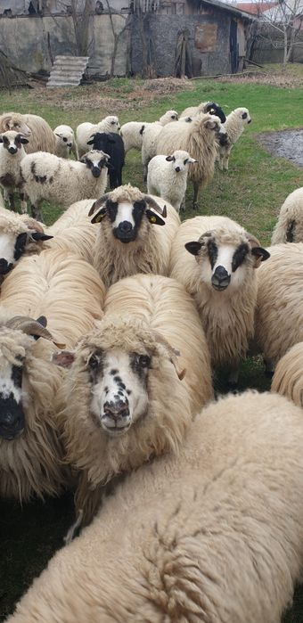 Vand  oi gestante  turcane tinere