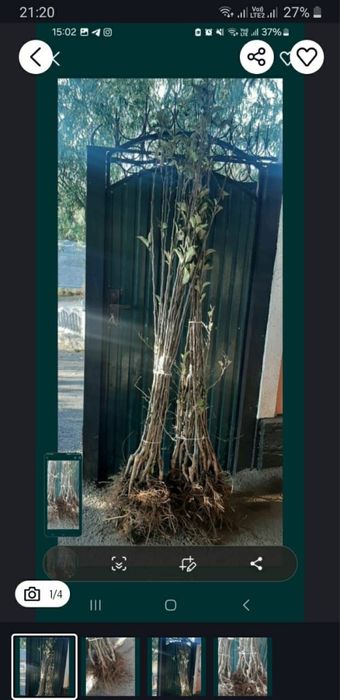 Продам саженцы все виды зимних и летних сортов