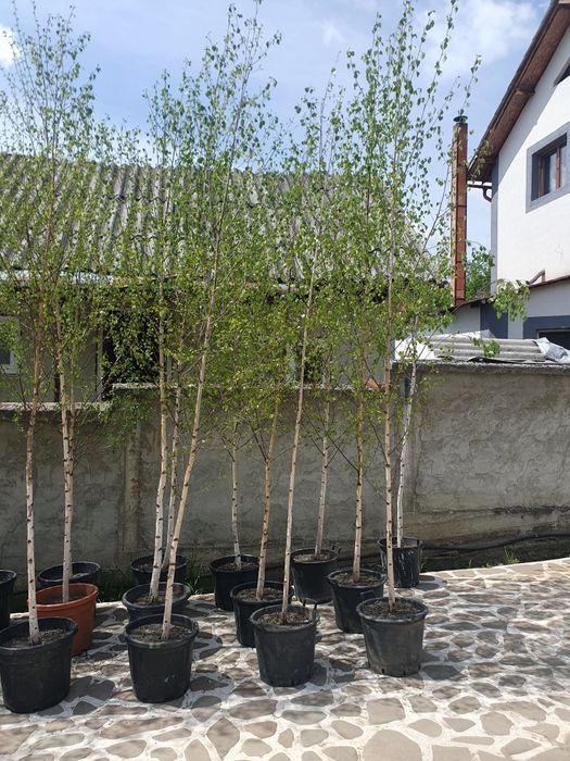 Stejar verde, frasin, paltin de munte, mesteacan alb, tei argintiu