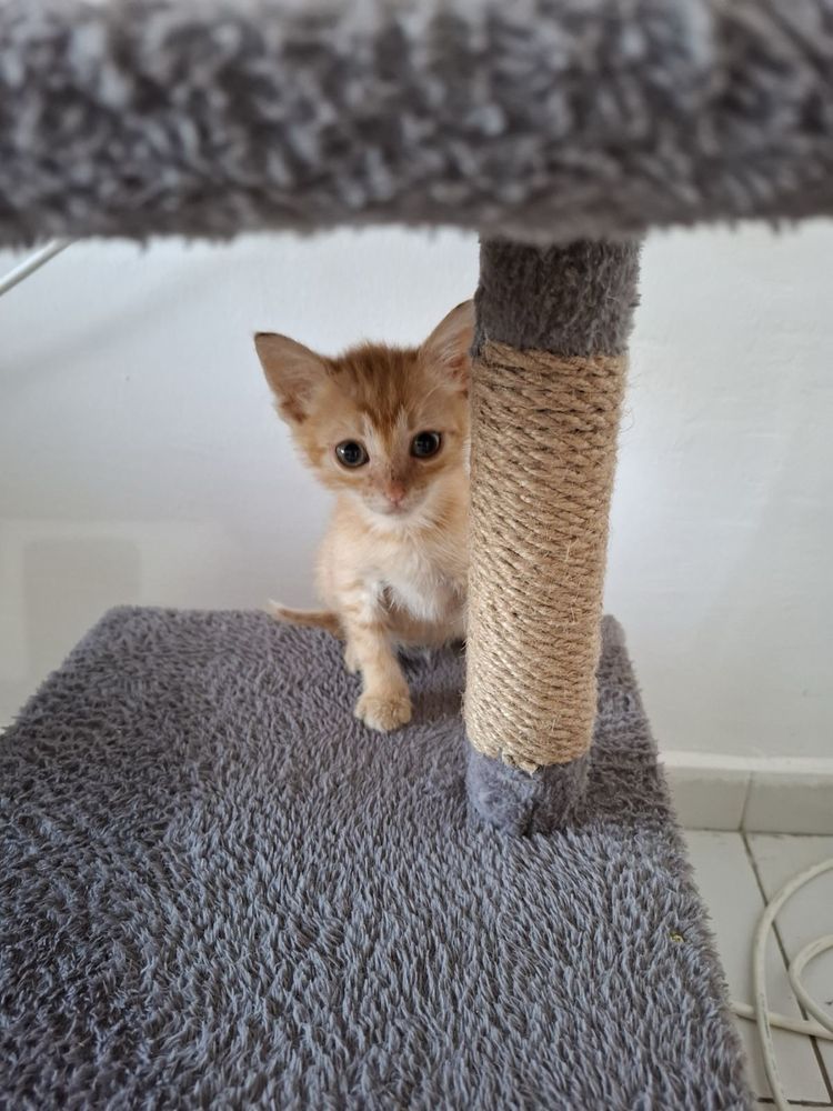 Две мъжки котета