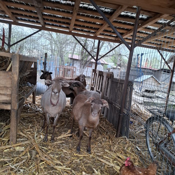Oi și capre de vanzare ,oi camerun, oi dorper de vanzare .
