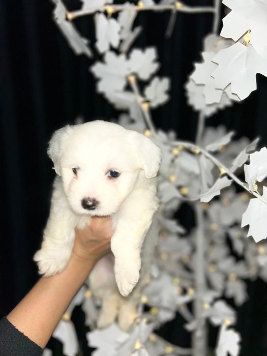 Bichon Maltez mini Toy