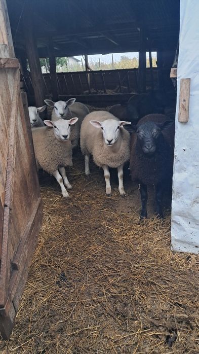 Vand berbecuți texel