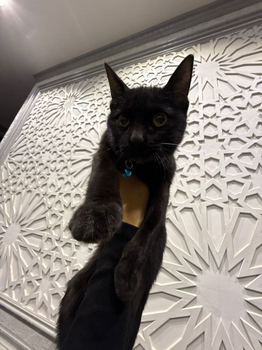 котенок, кошка, кошка девочка
