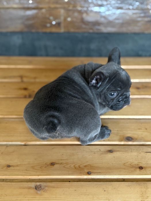 Bulldog francez blue