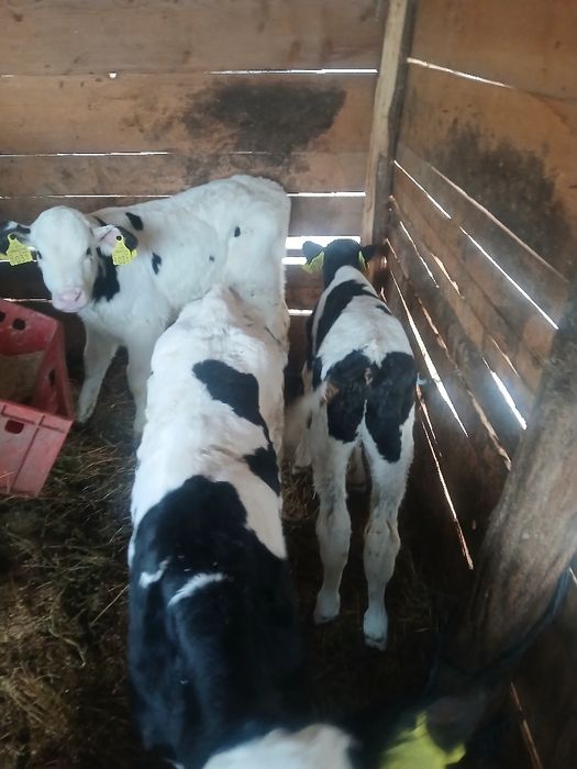 Vând 3 tauras  semi antercat