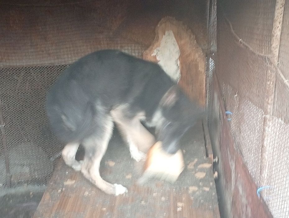 Отдаю щенка порода хасок