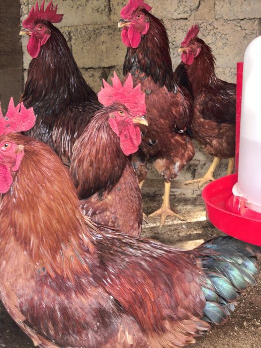 Rhod-Aylend Red (Rhode Island Red) zotiga mansub Xorozlar