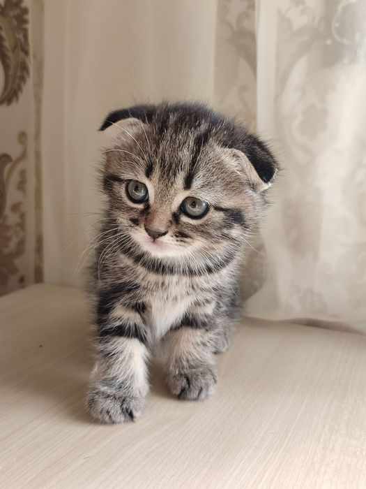 Продаются котята, серые девочки, чёрный мальчик