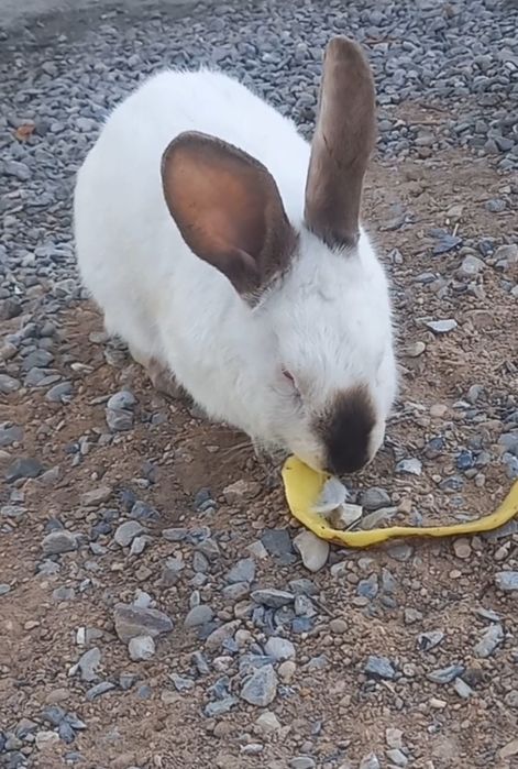 Калифорнийский  самец кролик