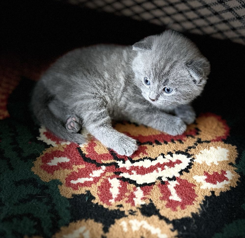 Продается котята