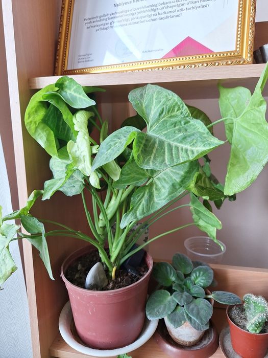 Цветы домашние. .