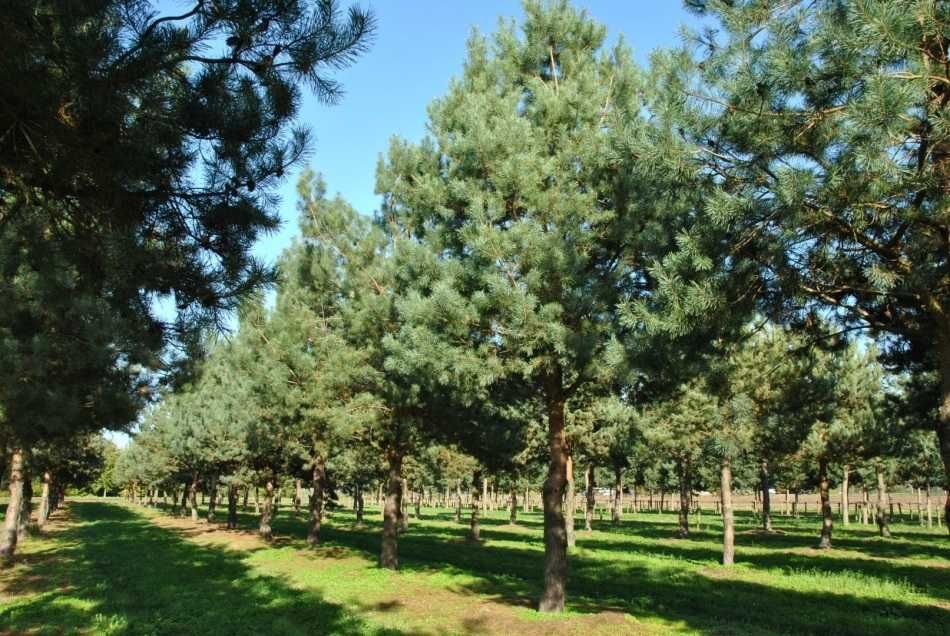 Puieti pin silvestru-Pinus sylvestris-calitate Premium,origine Romania
