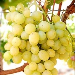 Vita de vie altoita si hibrida