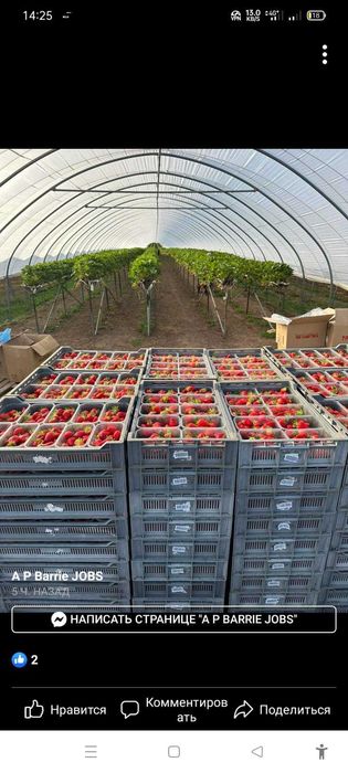 Англияға адамдар керек жұмыс істеуге