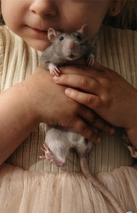 Отдам ооочень ласкового крыса