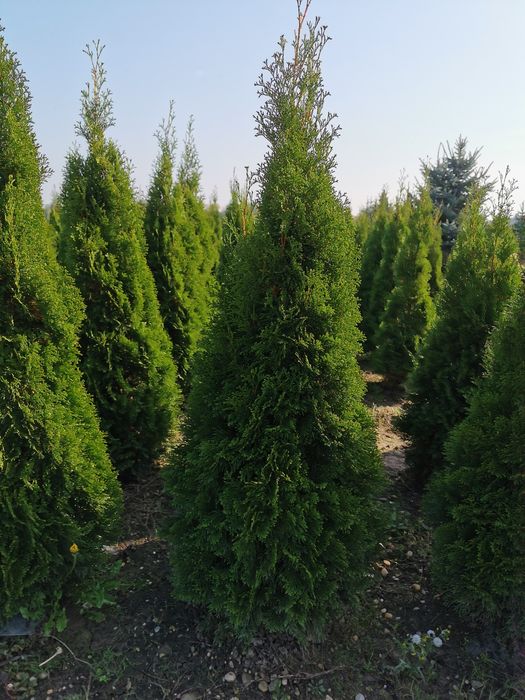 Tuia, brad, magnolia, mesteacăn, platan, tei, etc