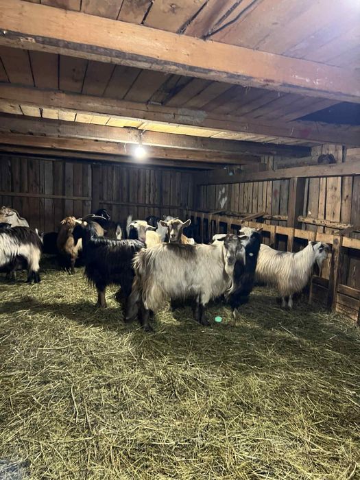 Vând capre bune de ținut