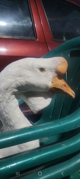 Gascan african alb / gaste africane