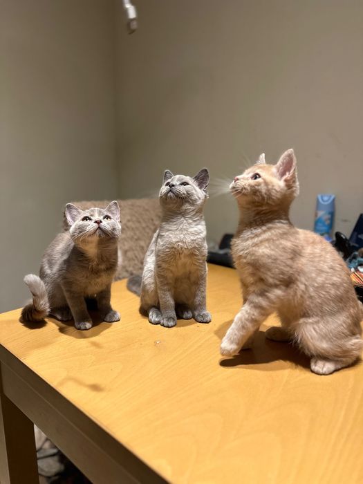 British Blue Point Британски